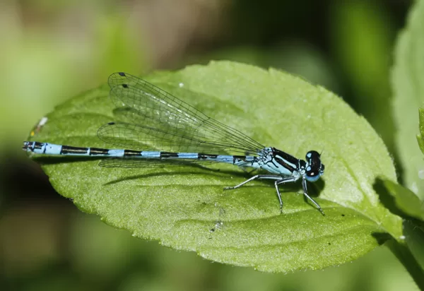 agrion de mercure