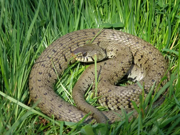 couleuvre à collier